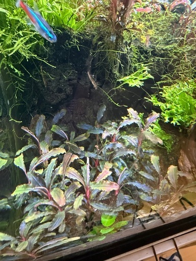 水草　ブセファンドラ　クダカン　