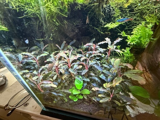 水草　ブセファンドラ　クダカン　
