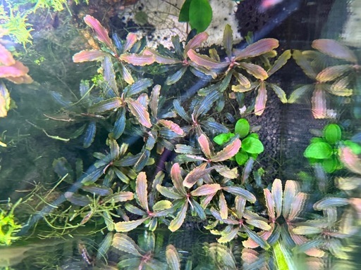 水草　ブセファンドラ　クダカン　