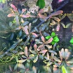 ブセファンドラ　クダカンの画像