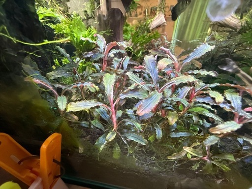 水草　ブセファンドラ　クダカン　