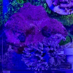 パクパクウミアザミ　の画像