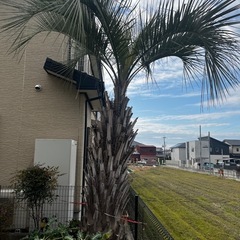 ココスヤシ高さ
4メートルの画像