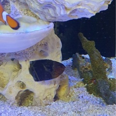 チャイロヤッコ 6cm の画像