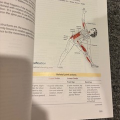 ヨガアナトミー 解剖学の画像
