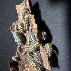 ゲストロイ　15匹　の画像