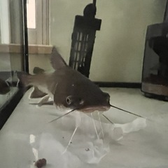 熱帯魚　ナマズの画像