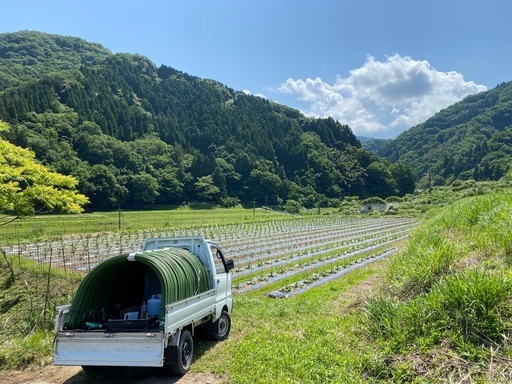 アーチパイプ支柱　トンネル支柱　2400㎜　100本〜500本