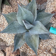 アガベ　オバティフォリア
の画像