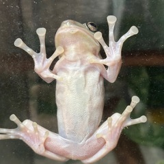 イエアメガエル１匹の画像