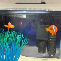 本日中②ハマクマノミペアの画像