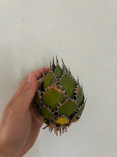 植物　アガベ ホリダ 希少な球体タイプ（コレクション整理のため出品）