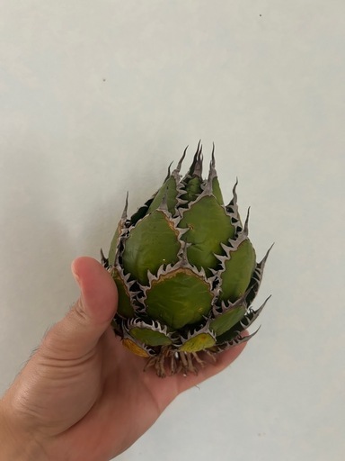 植物　アガベ ホリダ 希少な球体タイプ（コレクション整理のため出品）