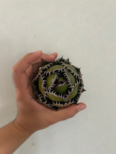 植物　アガベ ホリダ 希少な球体タイプ（コレクション整理のため出品）