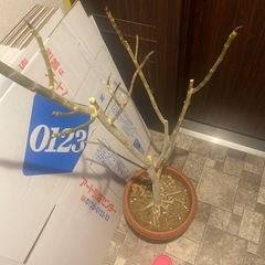 観葉植物の画像