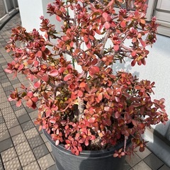 金のなる木   もうすぐ花が咲きます！全長約
110cm とても大きいので車で来れる方でお願いしますの画像