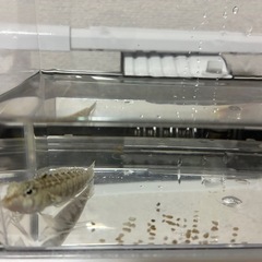 本日中④海水魚の画像