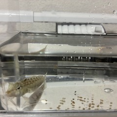 本日中④海水魚の画像