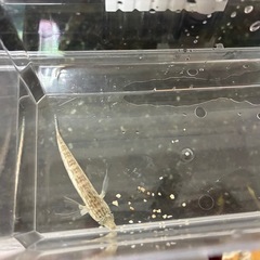本日中④海水魚の画像