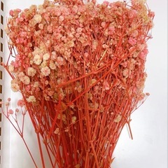 ドライフラワー(かすみ草) 素材の画像