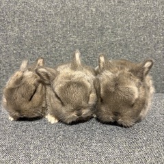 ネザーランドドワーフ