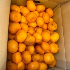 三ヶ日みかん 8kg 訳あり 特価 青島みかん 静岡県 浜松市 静岡県産の画像