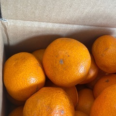 希少品種❗️【石地みかん】7kg⏩️3000円 の画像