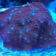 キッカサンゴ　スーパーレッド　約14cmの画像