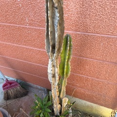 サボテンなど三点の画像