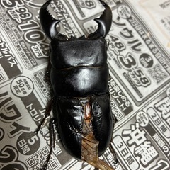 スマトラオオヒラタB品ペア
の画像