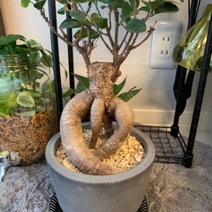 観葉植物 まとめての画像