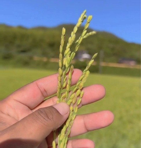 数量限定｜一等米コシヒカリ玄米30kg（3月分予約）