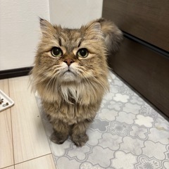 ペルシャ　チンチラゴールデン - 猫