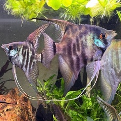 熱帯魚　エンゼルフィシュ の画像