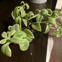 観葉植物　ハナツルソウの画像