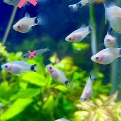 熱帯魚5匹〜ミッキーマウスプラティ
の画像