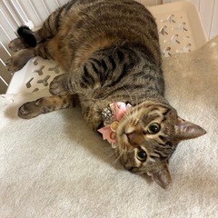 ✨里親様募集中✨ 🌻サクラ耳カットのひまちゃん🌻