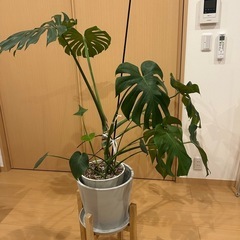 観葉植物🪴モンステラの画像