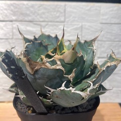 アガベチタノタ　白鯨No.12　塊根植物、サボテンの画像