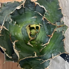 アガベチタノタ　白鯨No.12　塊根植物、サボテンの画像