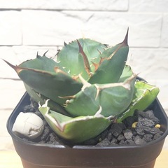 アガベチタノタ　卡比獣（カビゴン)  塊根植物、サボテン
の画像