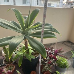 🪴アガベ・アテナータ🪴の画像