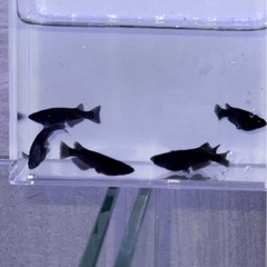 めだか　オロチ　有精卵　20個　500円‼️の画像