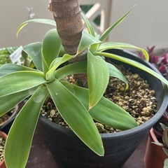 🪴アガベ・アテナータ🪴の画像