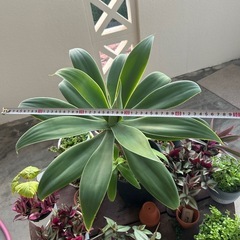 🪴アガベ・アテナータ🪴の画像