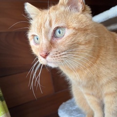 落ち着きのある茶トラ女子、いとちゃん♡