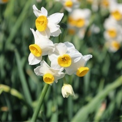 Canon RF24-105mm F4-7.1 STM ズームレンズの画像