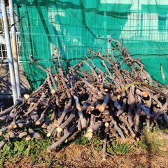薪(剪定枝)細めの画像