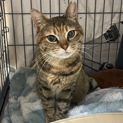 サビキジトラちゃん♀1歳