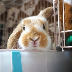 うさぎ用ケージ